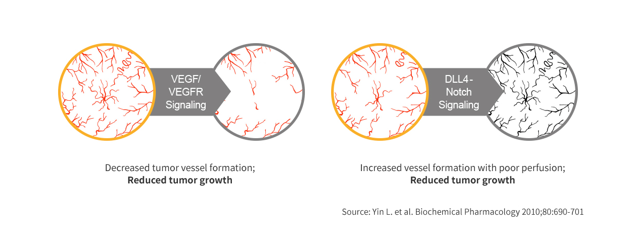 Dual Blockade of VEGF & DLL4 overcomes VEGF resistance