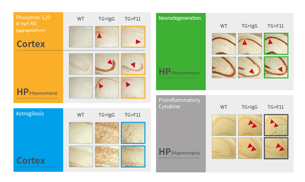 Anti-α-Synuclein Antibody Improved Pathophysiology in PD Animal Model