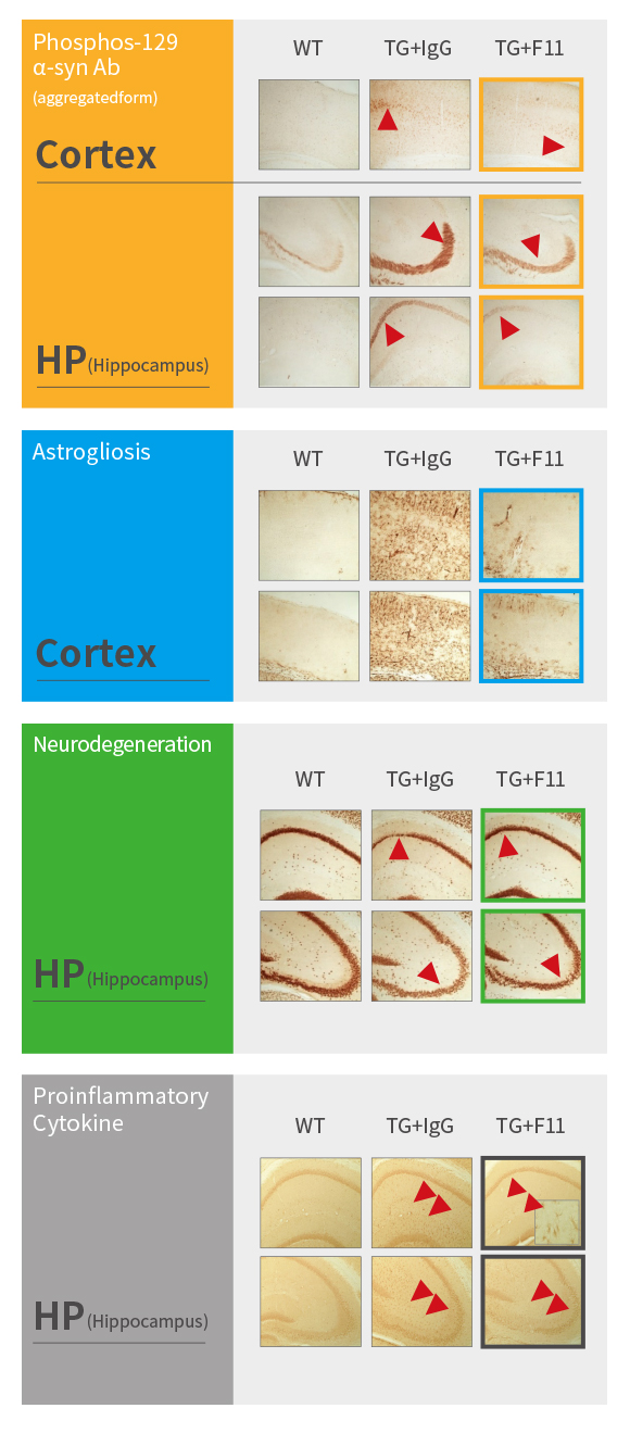 Anti-α-Synuclein Antibody Improved Pathophysiology in PD Animal Model