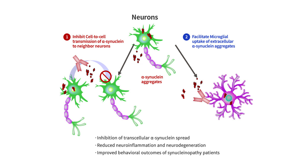 ABL301 Ameliorates Synucleinopathy by Two Different MOAs