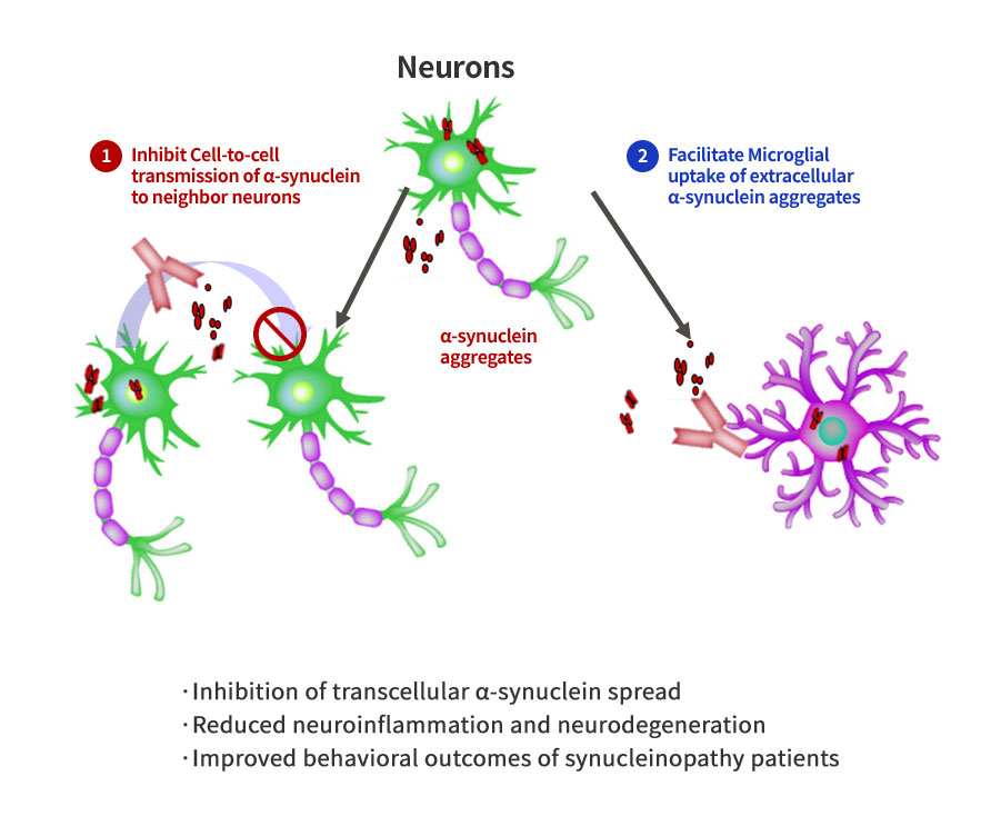 ABL301 Ameliorates Synucleinopathy by Two Different MOAs