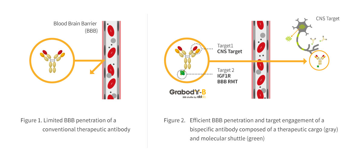 BBB (Blood Brain Barrier) Penetration