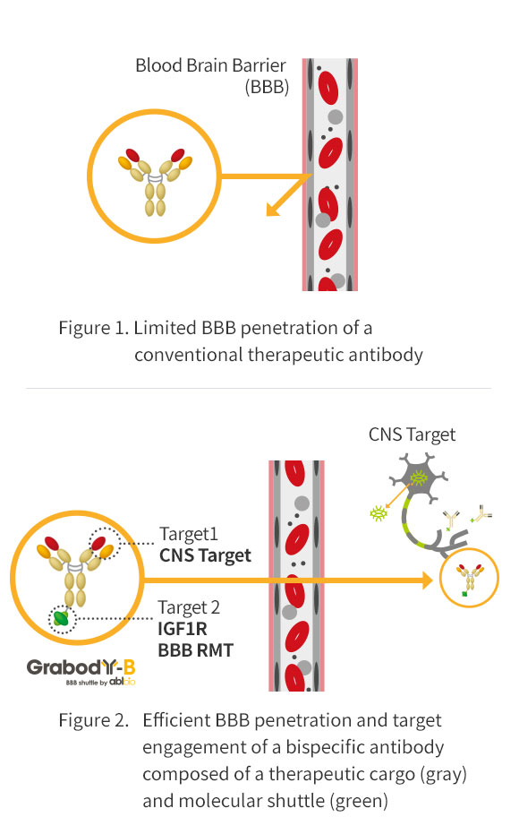 BBB (Blood Brain Barrier) Penetration