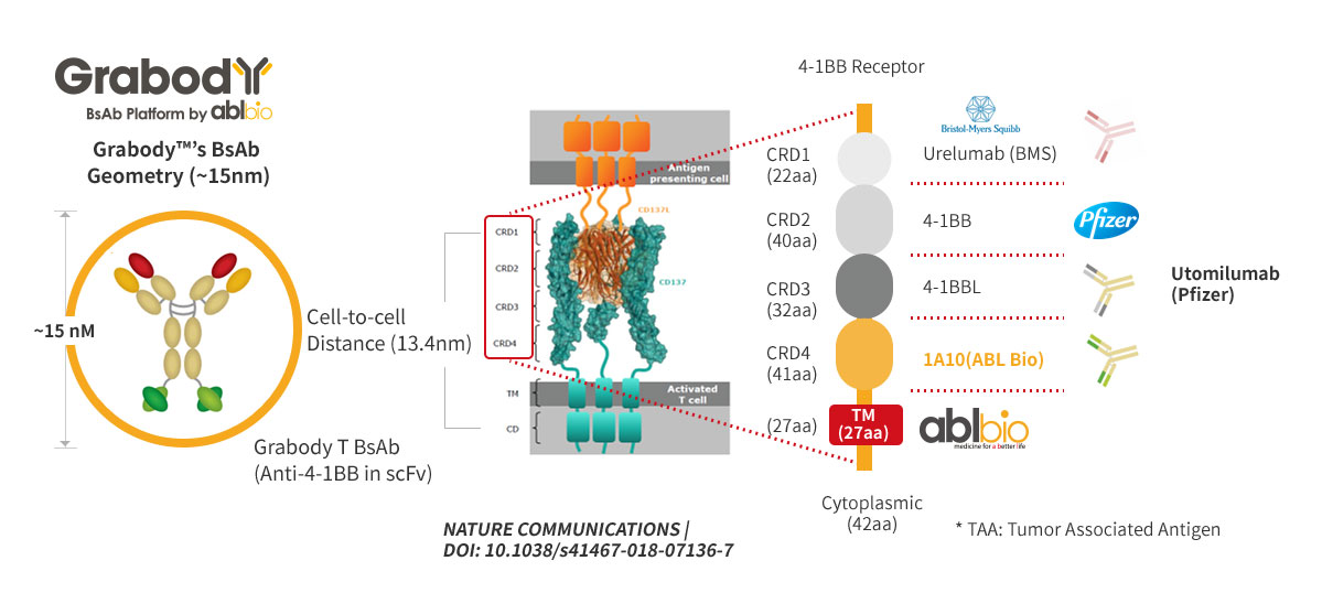 Conditional 4-1BB Agonist: TAA (Tumor Associated Antigen)-Dependent 4-1BB Agonistic Effect