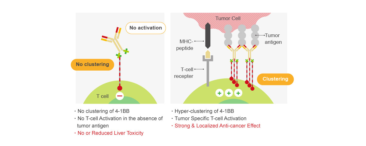 ABL’s Grabody™ T BsAb is engineered to activate T-cells only at the Tumor Microenvironment (Strong Safety Profile)