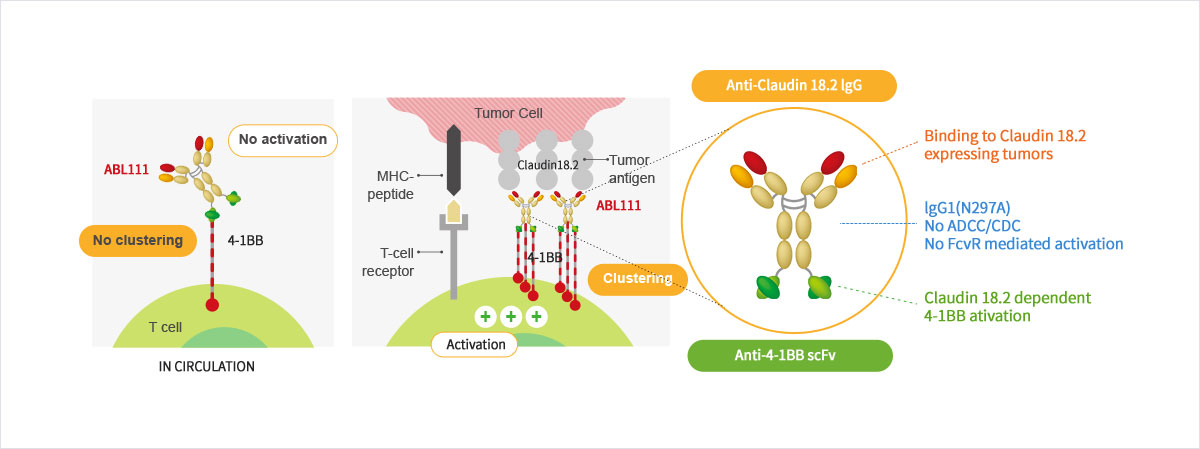 Structure and Mechanism of Action