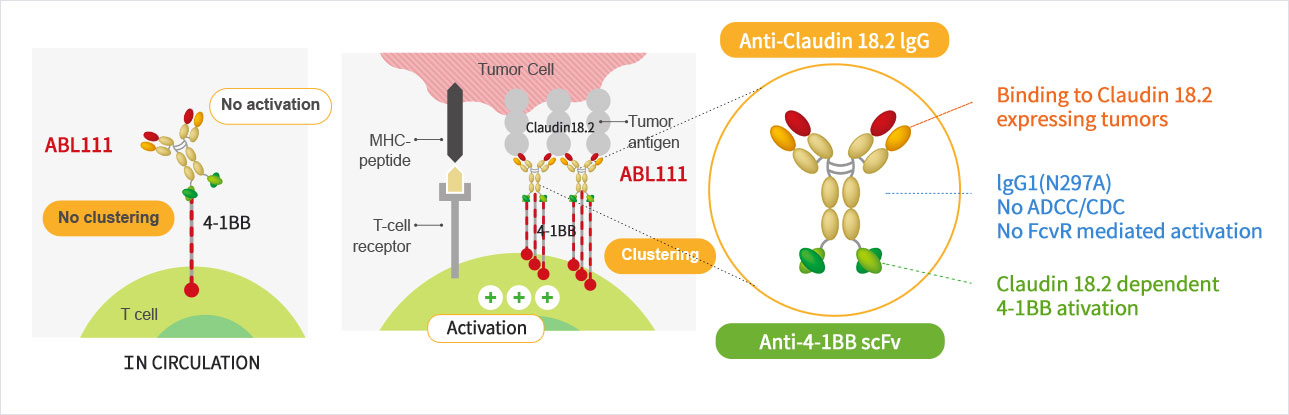 Structure and Mechanism of Action