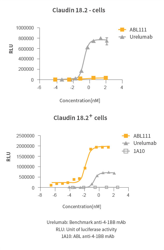 Claudin18.2 Dependent 4-1BB Activation