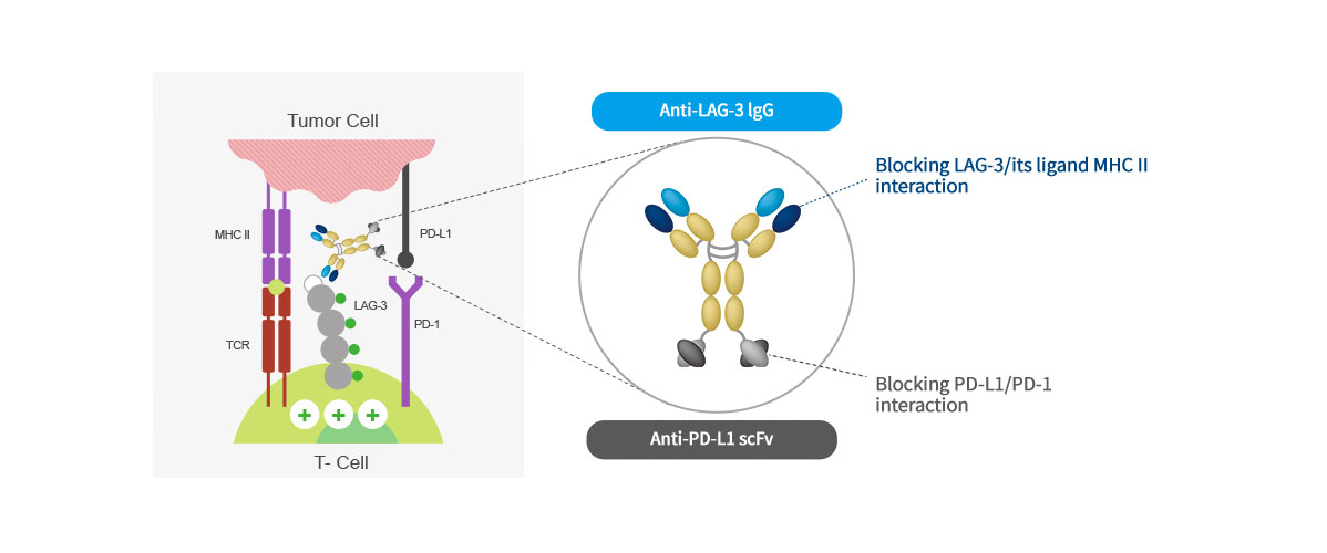 Mechanism of action