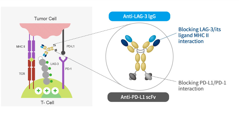 Mechanism of action