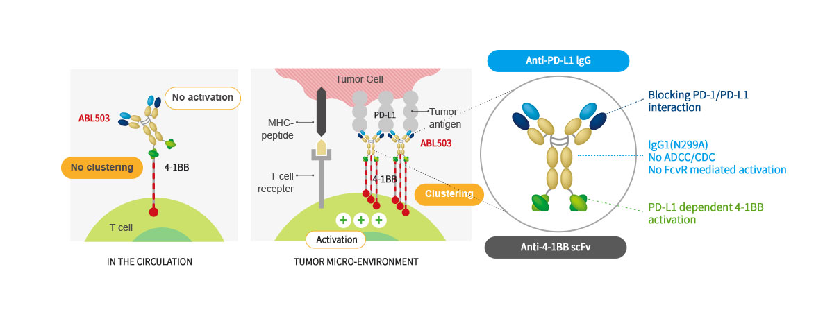 Structure and Mechanism of Action