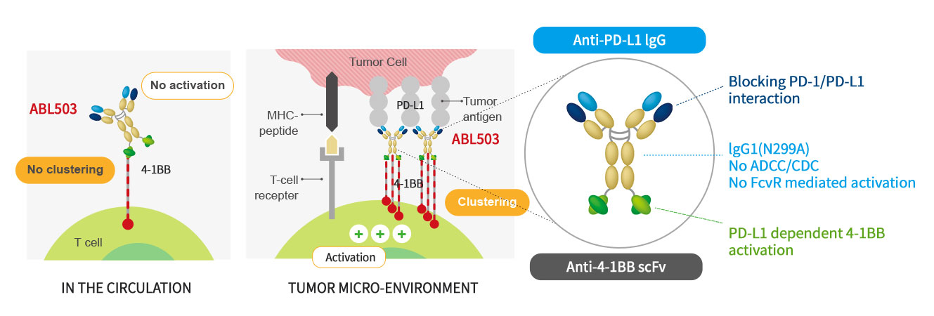 Structure and Mechanism of Action