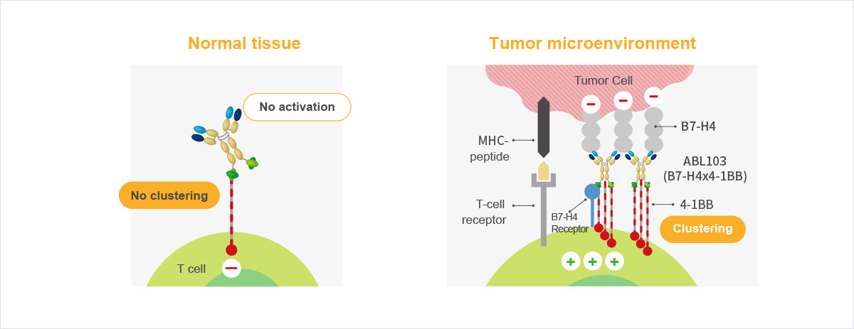 Structure and Mechanism of Action