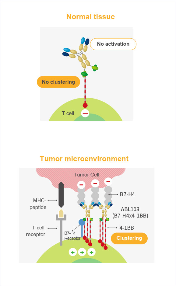 Structure and Mechanism of Action