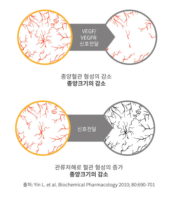 DVEGF와 DLL4의 듀얼억제를 통한 VEGF 내성 극복