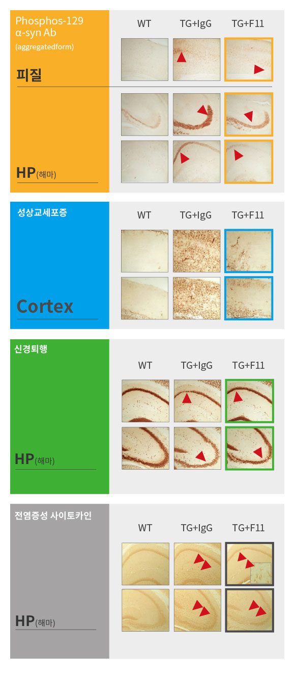 반알파시누클레인 항체 PD 동물 모델에서 병태생리학 향상시킴