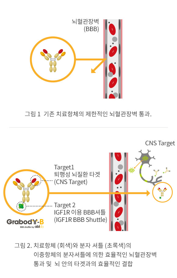 뇌혈관장벽 분자셔틀이란?