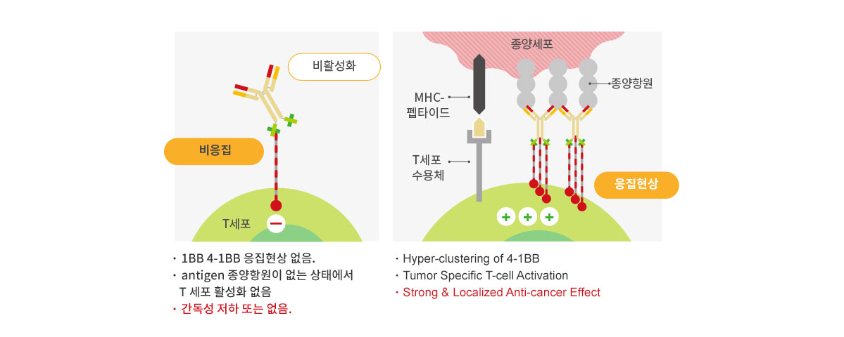 ABL의 Grabody™ T 이중항체는 종양의 마이크로환경에서만 T세포를 활성화하도록 설계