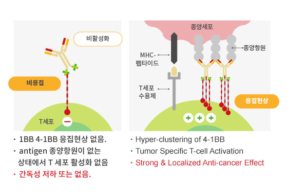 ABL의 Grabody™ T 이중항체는 종양의 마이크로환경에서만 T세포를 활성화하도록 설계