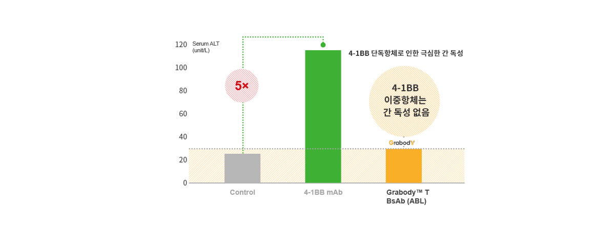 T세포 관여 4-1BB 이중항체는 간 독성 없음