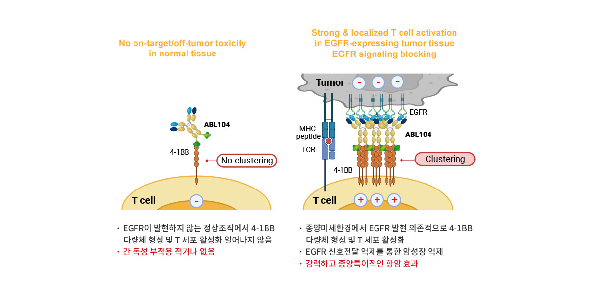 ABL104 작용기전